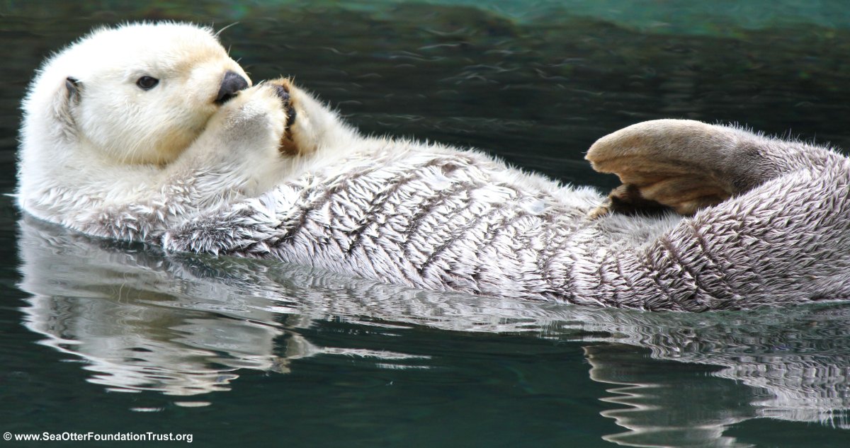 Морская выдра альбинос