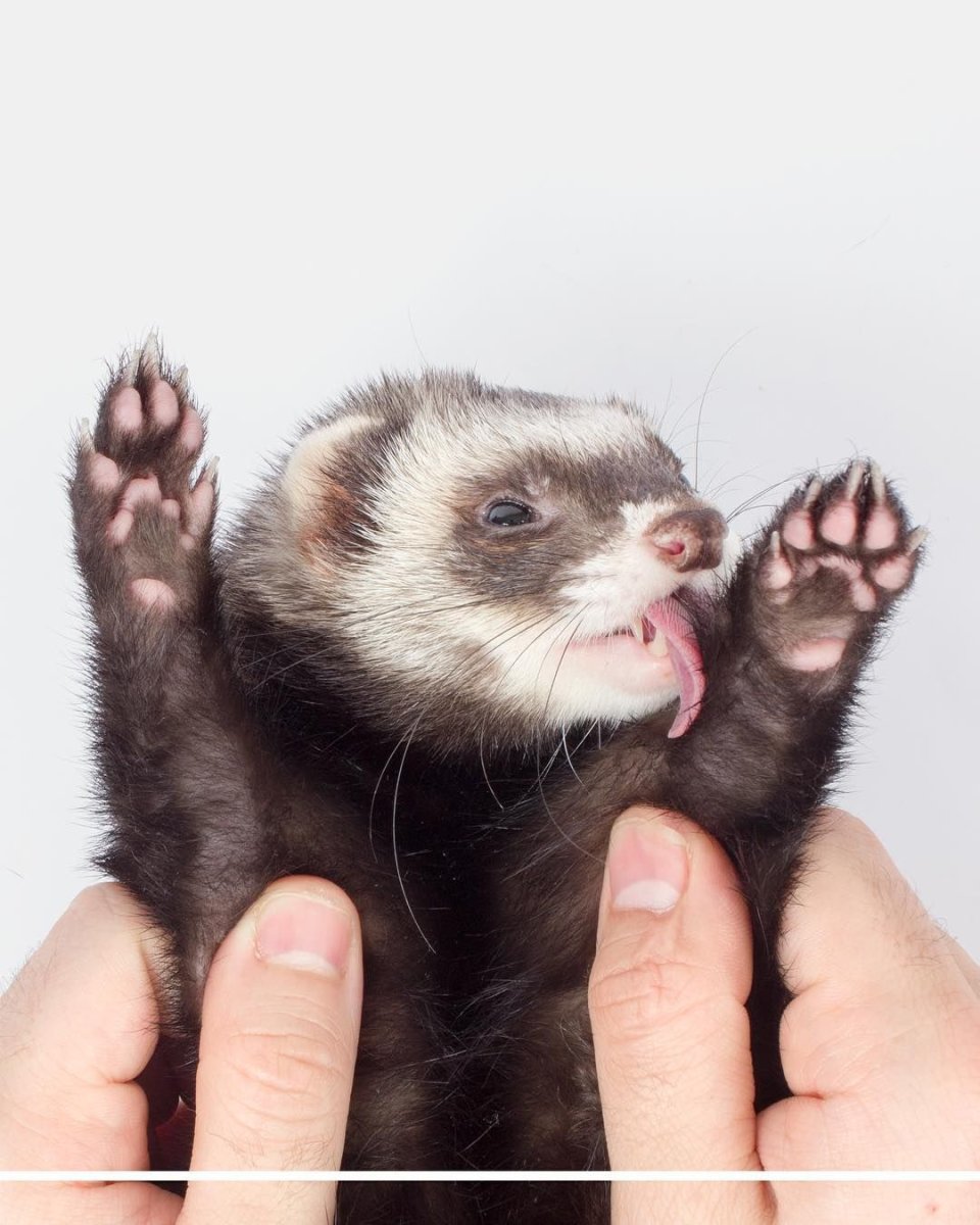 Фретка Хонорик хорёк