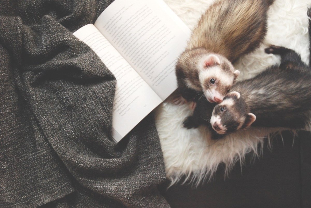 Фретка Хонорик хорёк