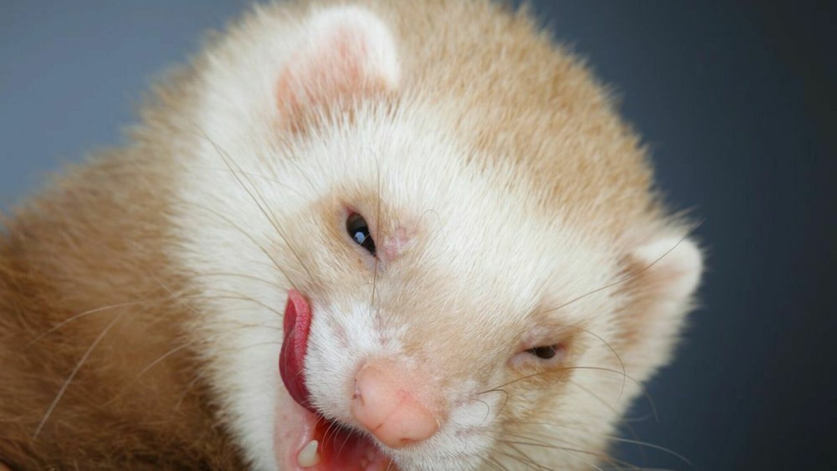 Декоративный хорек фретка