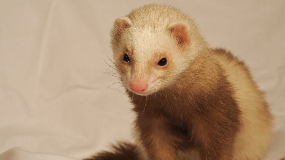 Хорек Ханурик