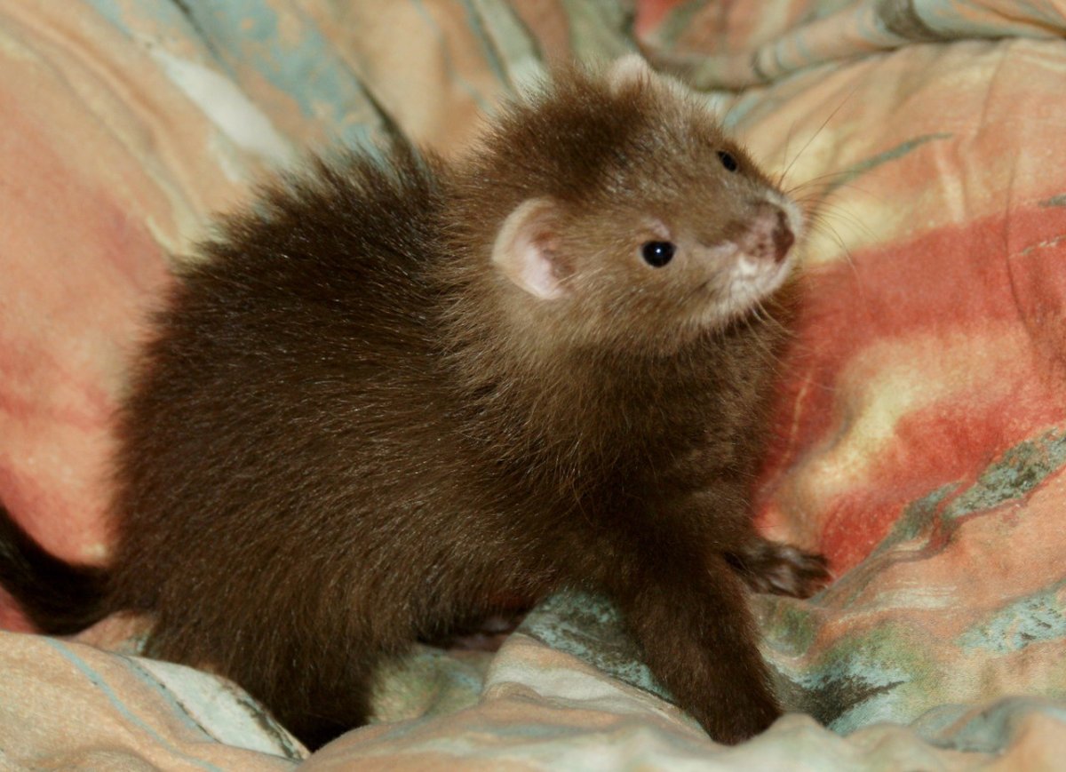 Декоративный хорек