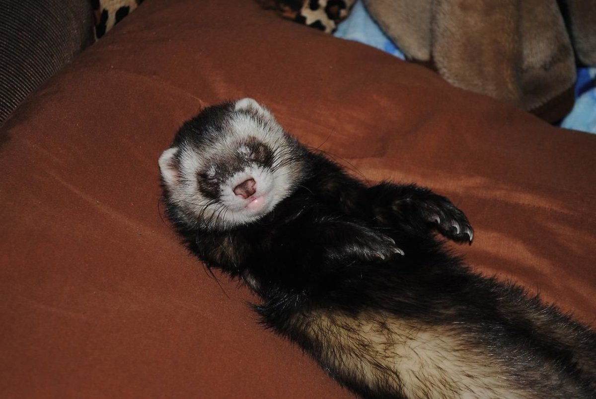 Хонорик и Ханурик