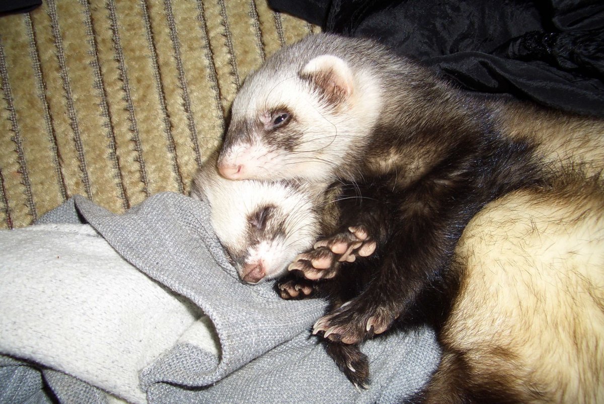 Играющий хорёк