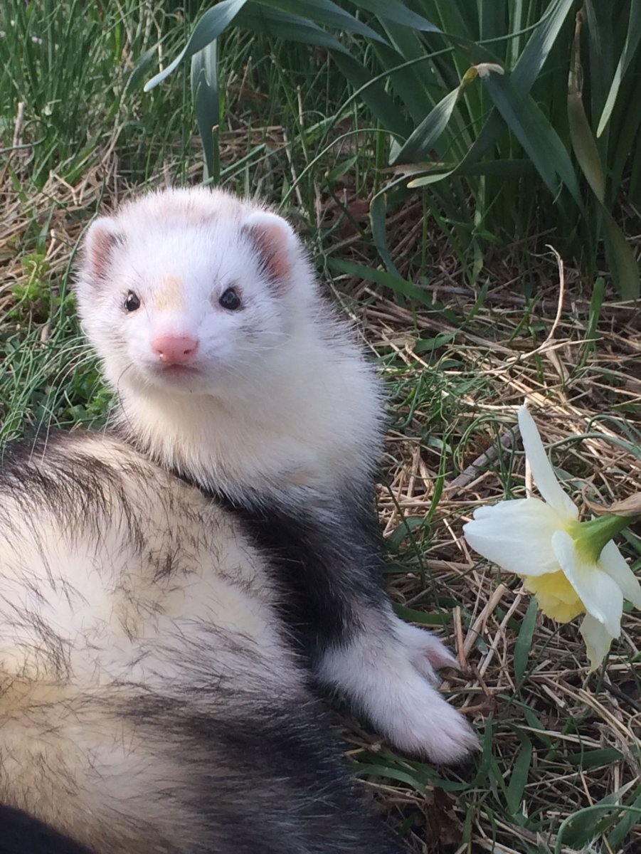 Хорёк фото домашний