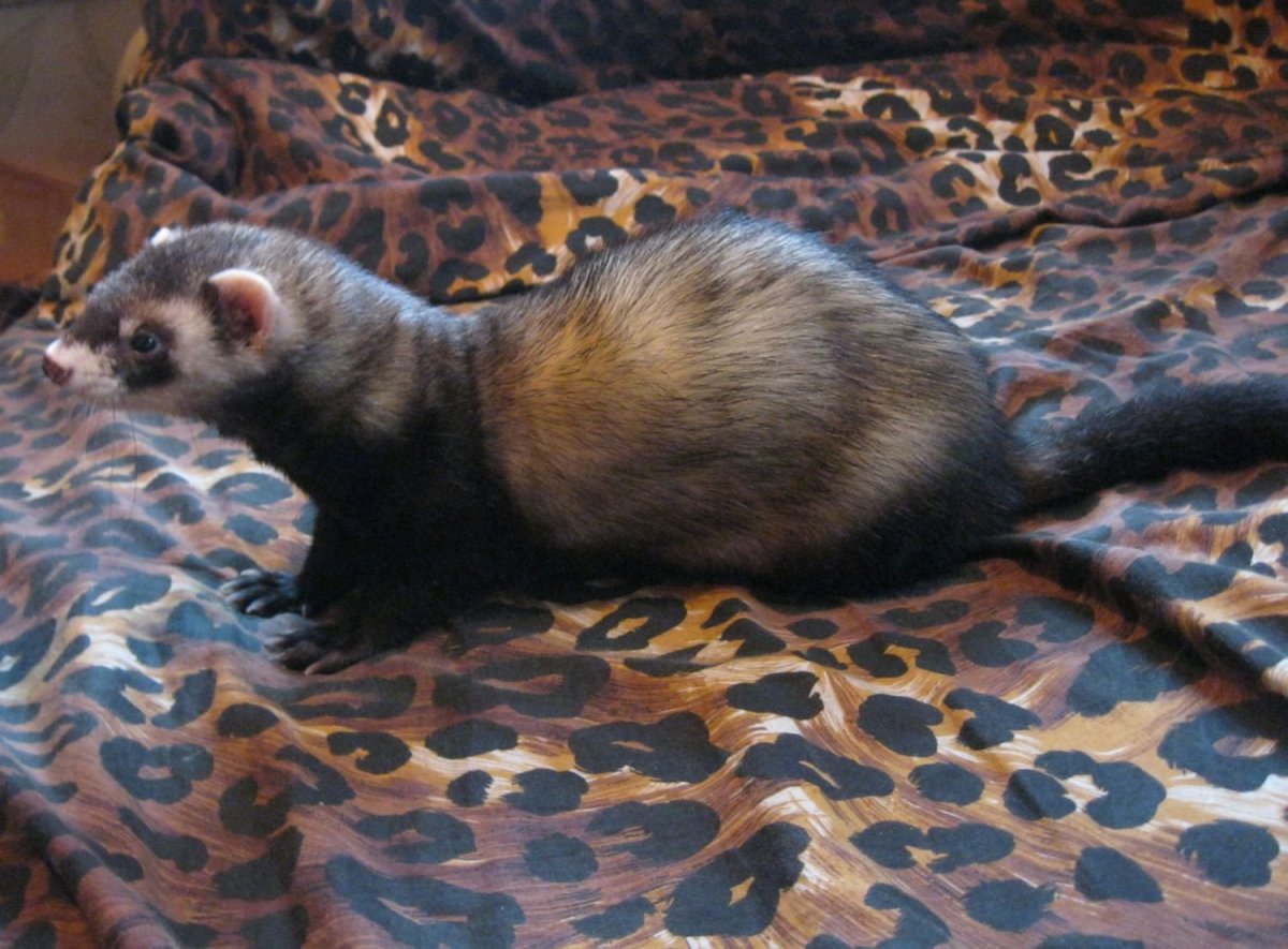 Ручной хорек