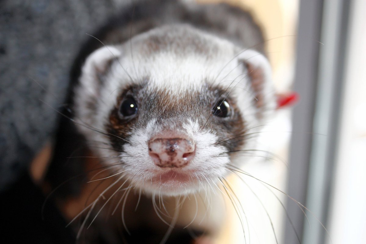 Дальневосточный хорек