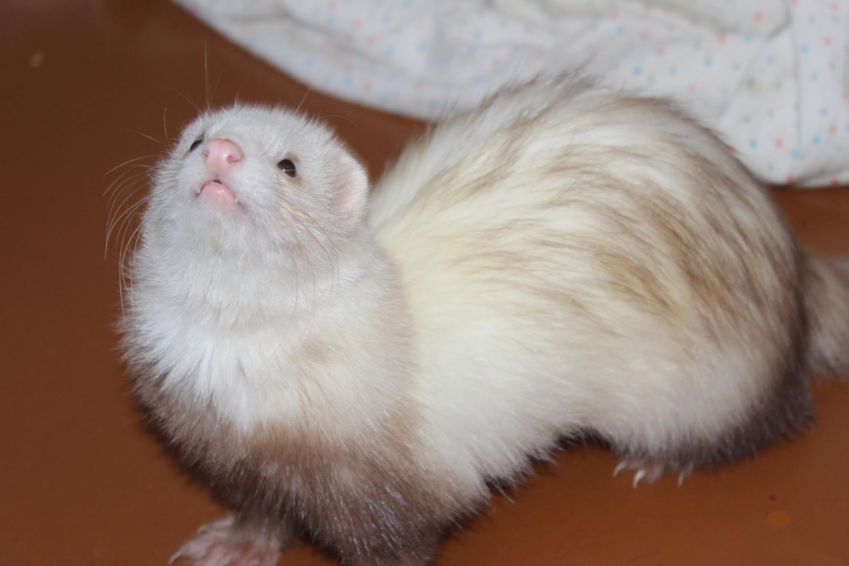 Карликовые хорьки