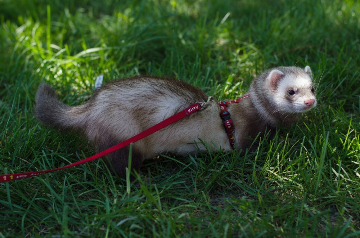 Хорек фретка