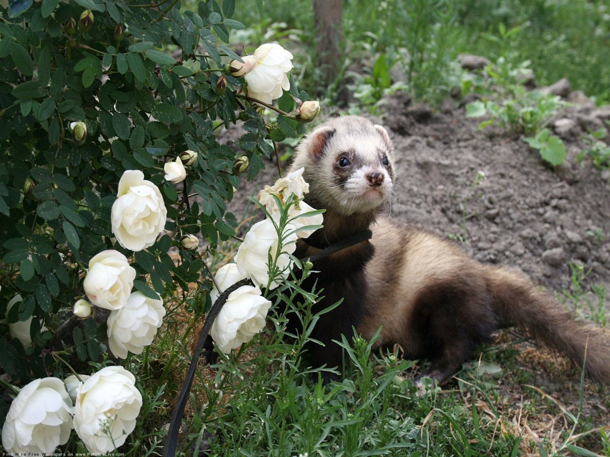 Краснохвостый хорек Геншин