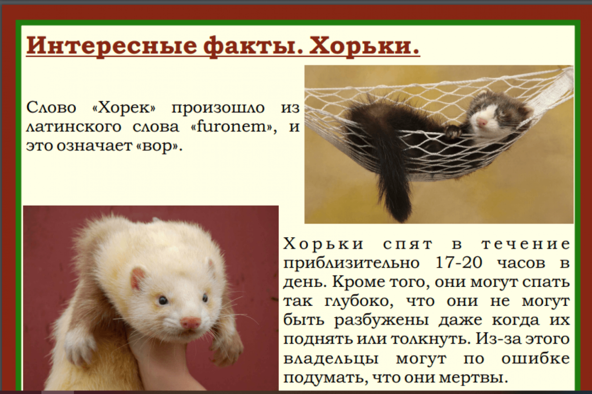 Хорек окрас Роан