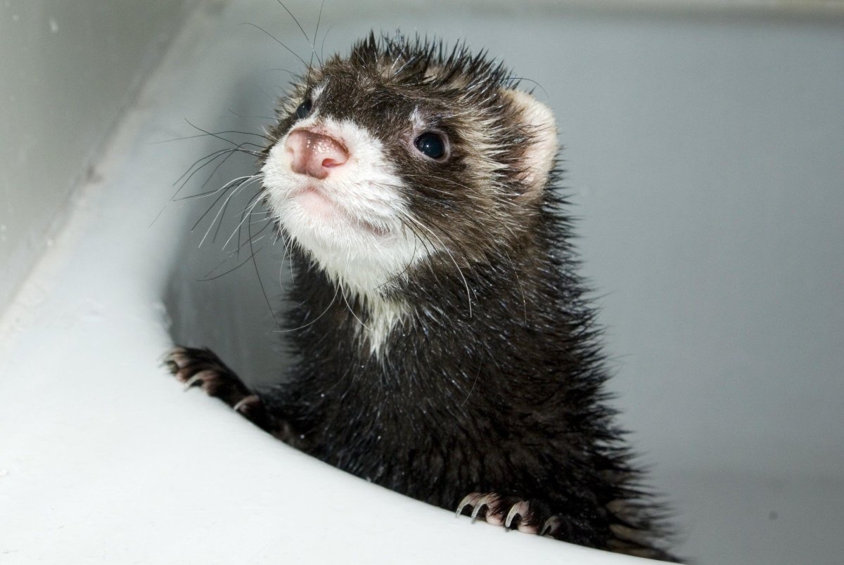 Забавные хорьки