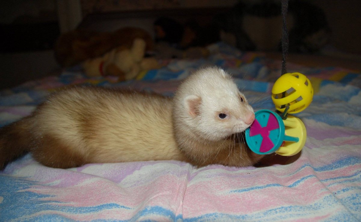 Хорёк циннамон