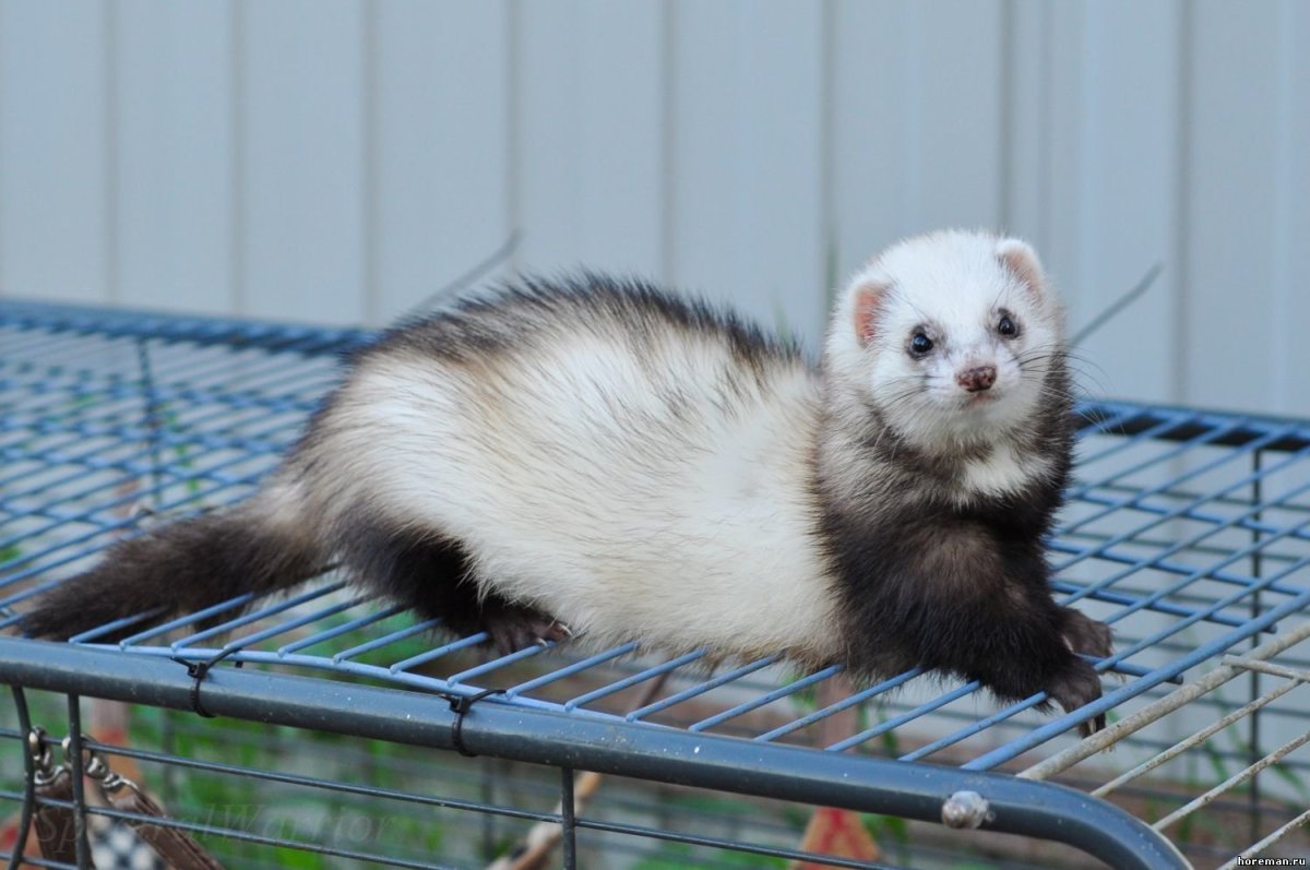 Хорь смешной