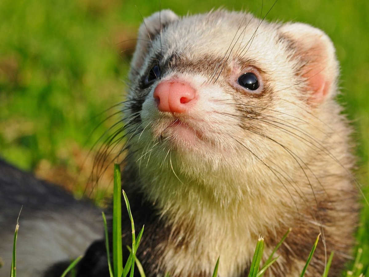 Хорек ангора Панда