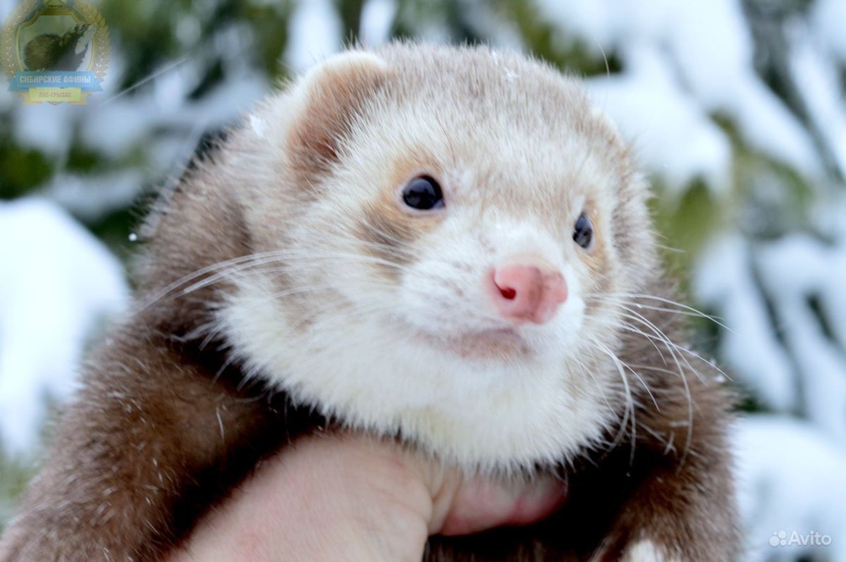 Домашний хорек фретка