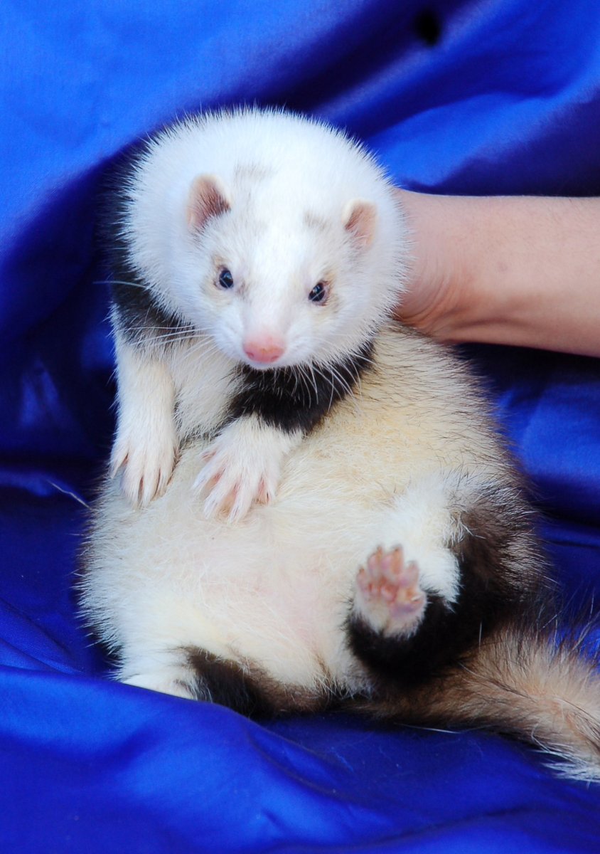 Милый хорек