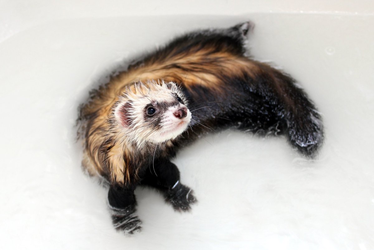 Элегантный хорёк