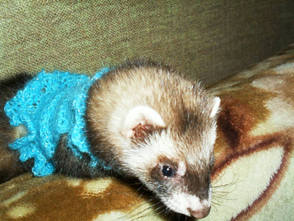 Хорек Арлекин