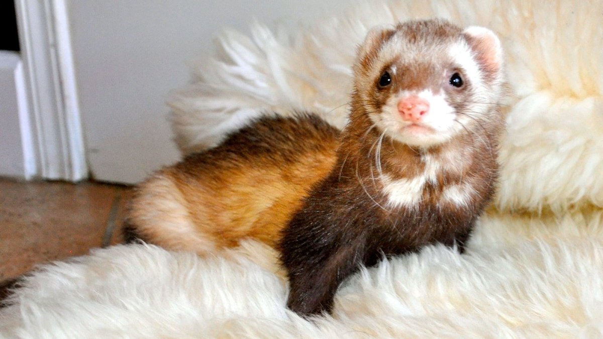 Хорек фретка