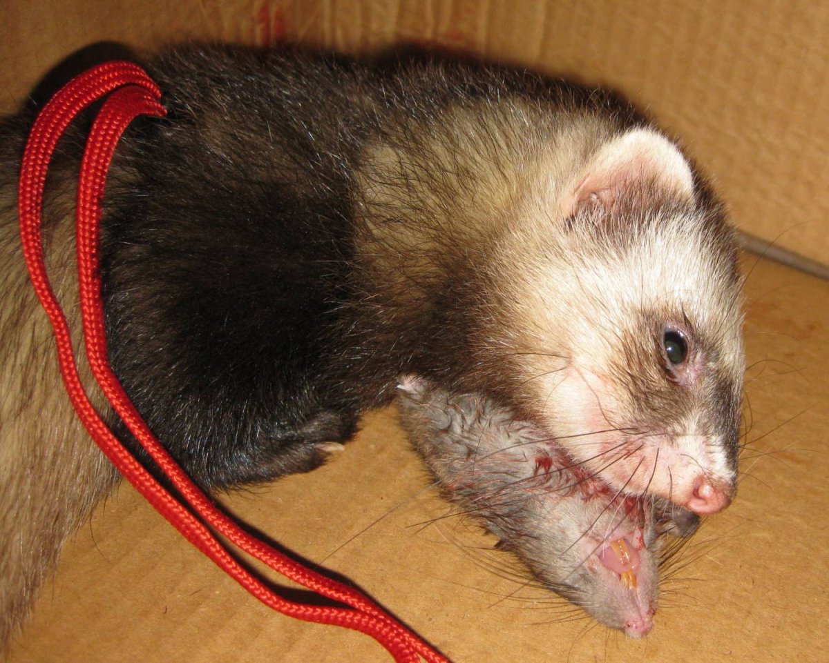 Хорь разноцвет