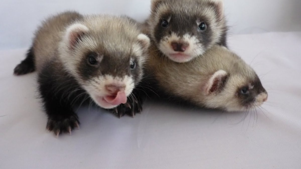 Хорек декоративный домашний