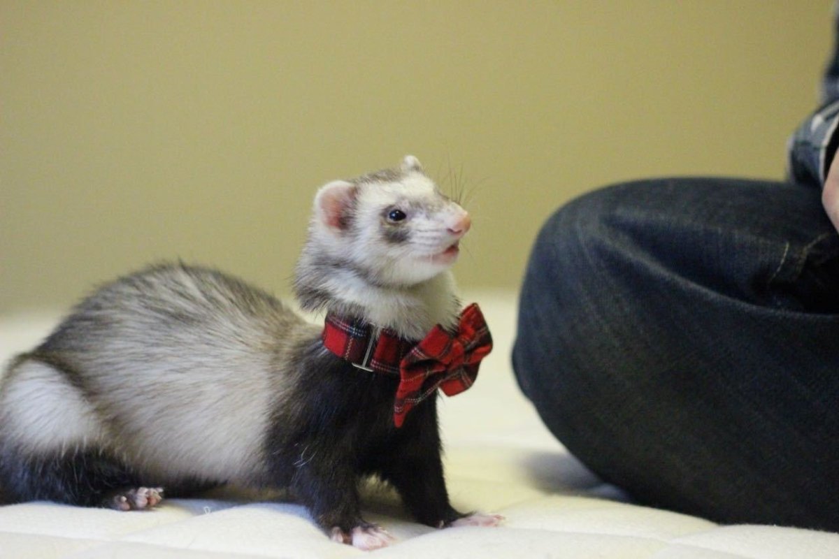 Фретка домашняя