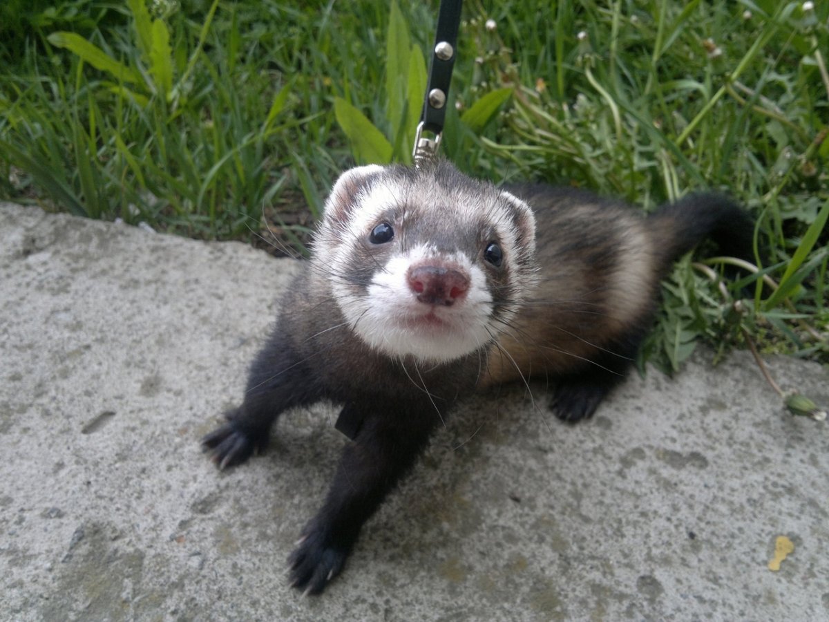 Ханурик фото