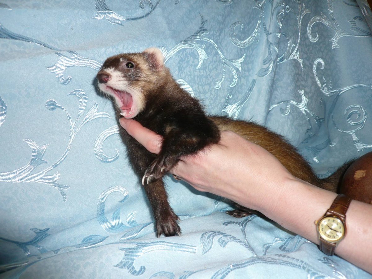 Фретка Хонорик хорёк