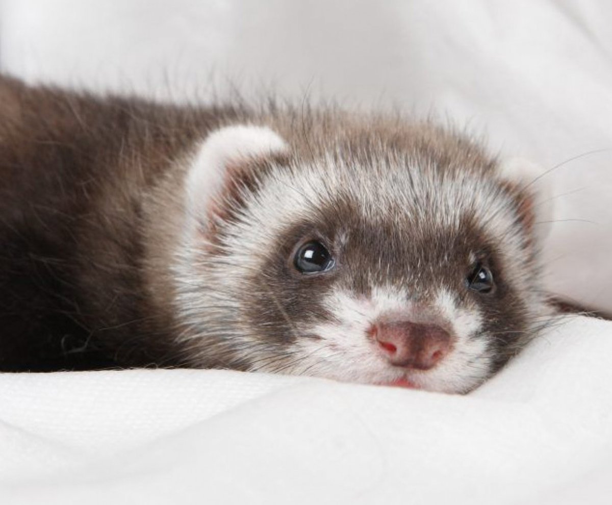 Черноногий хорек домашний