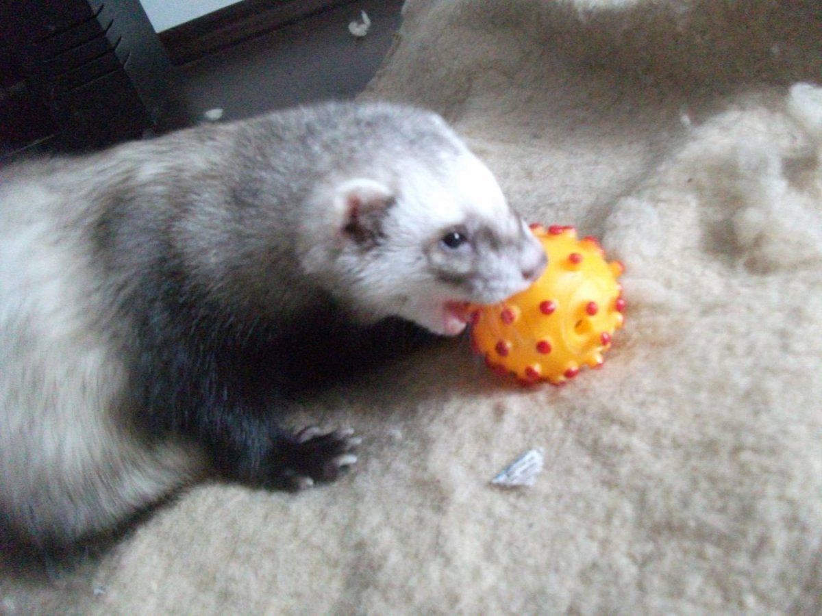 Хорек фретка