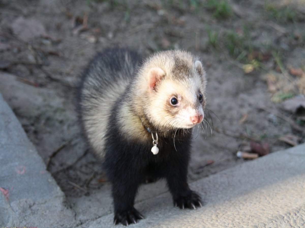 Довольный хорек