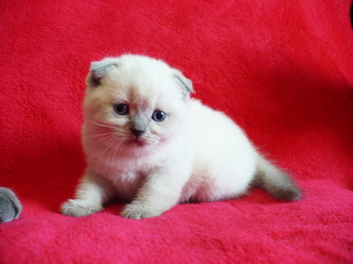 Шотландская вислоухая Блю колор Пойнт