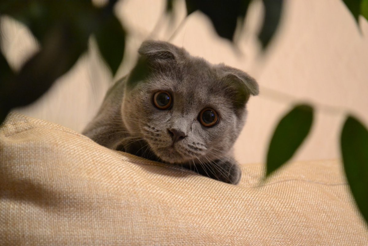 Тайская вислоухая кошка