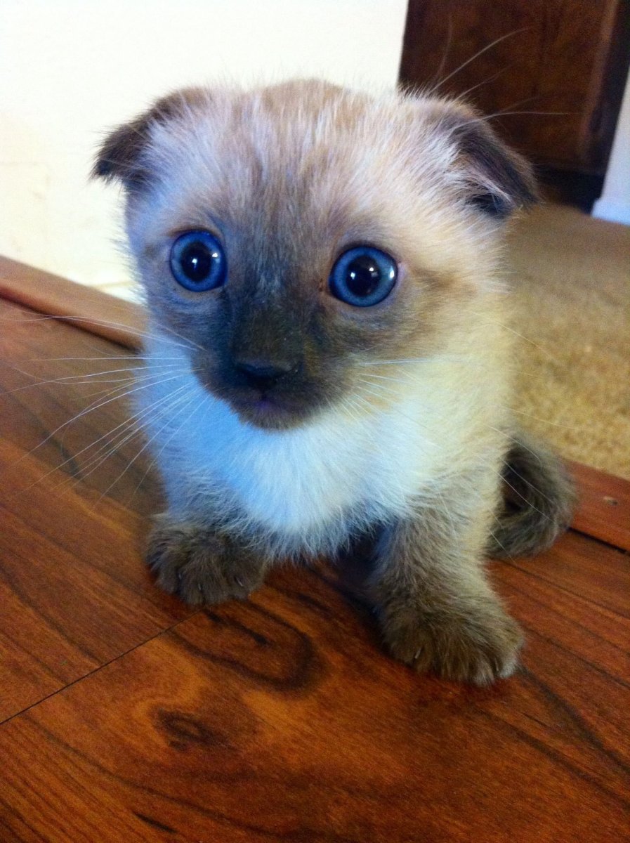 Шотландская вислоухая Сиамская кошка