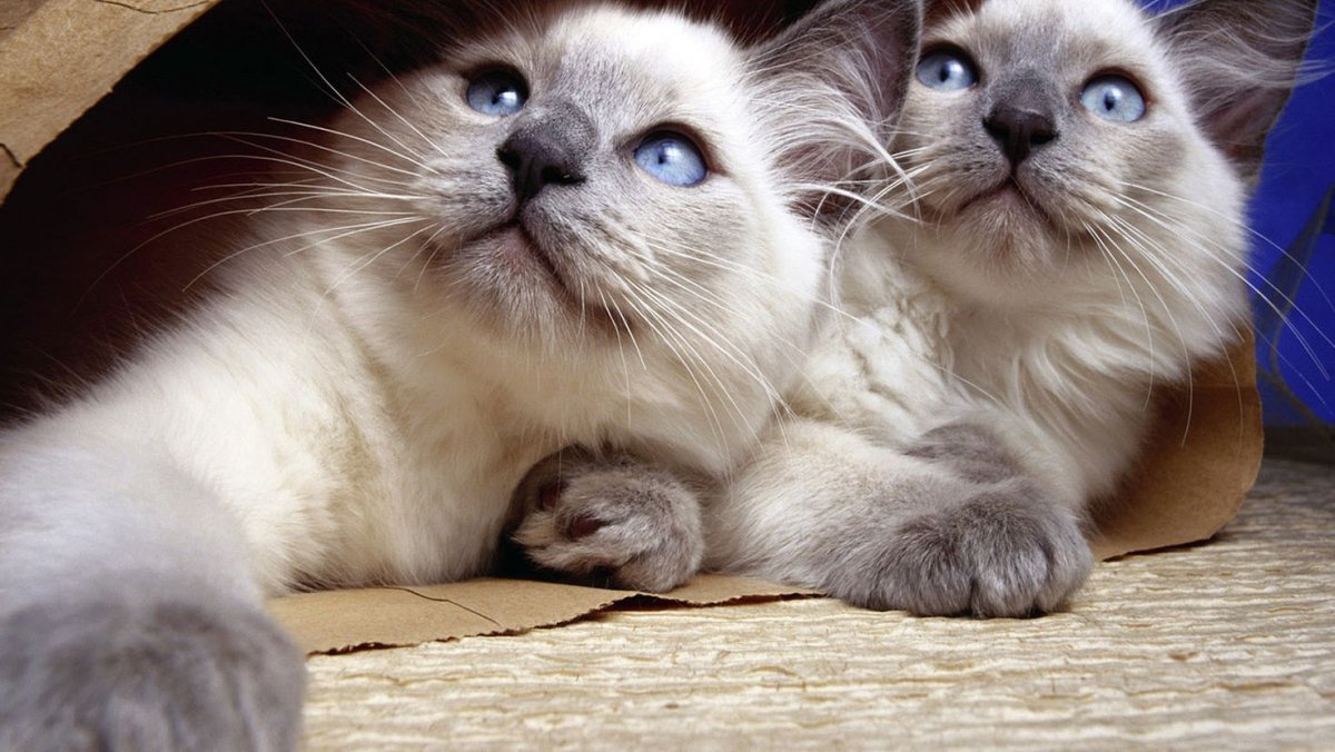 Обои на рабочий стол котята