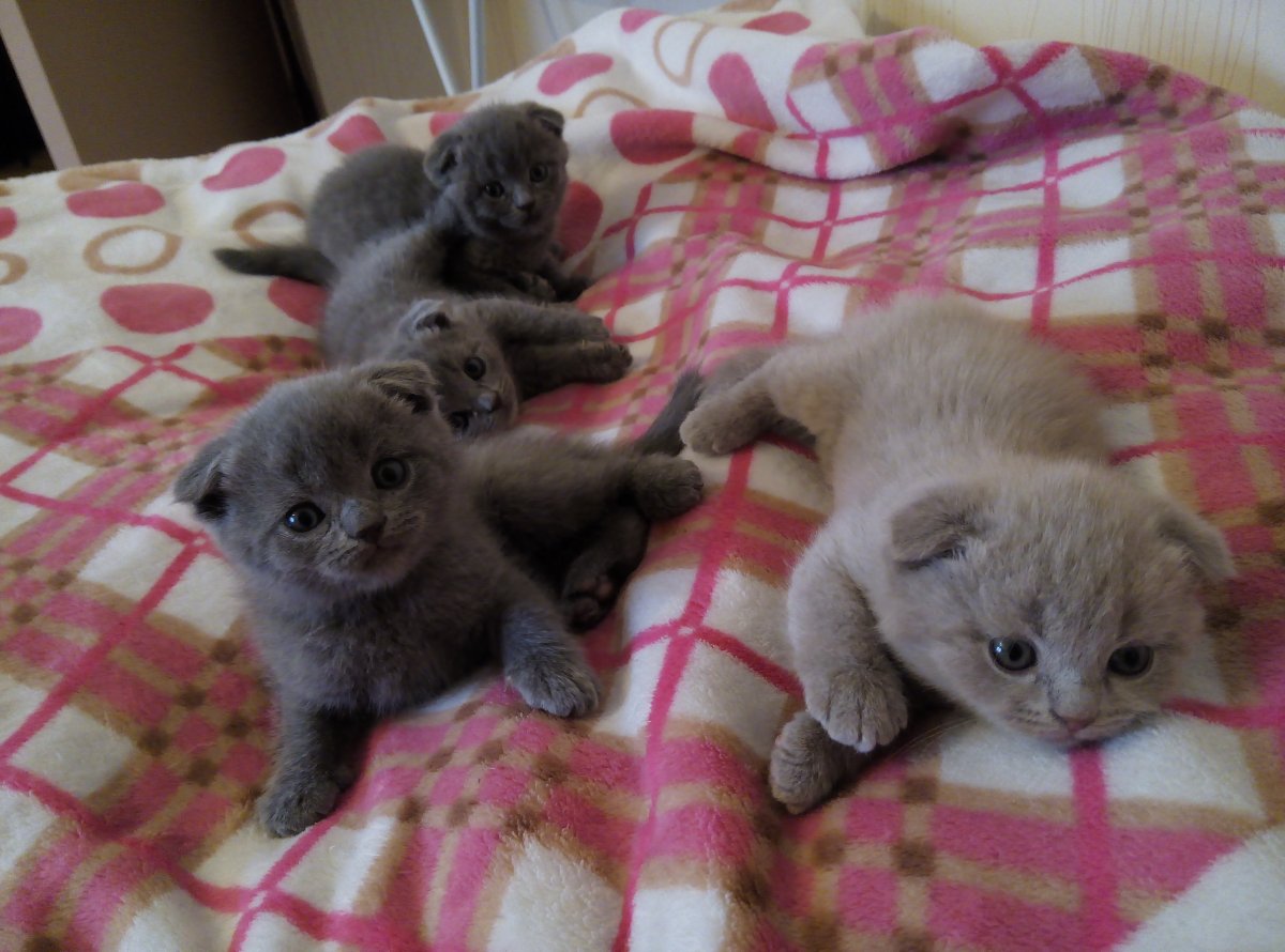 Недорогие вислоухие котята