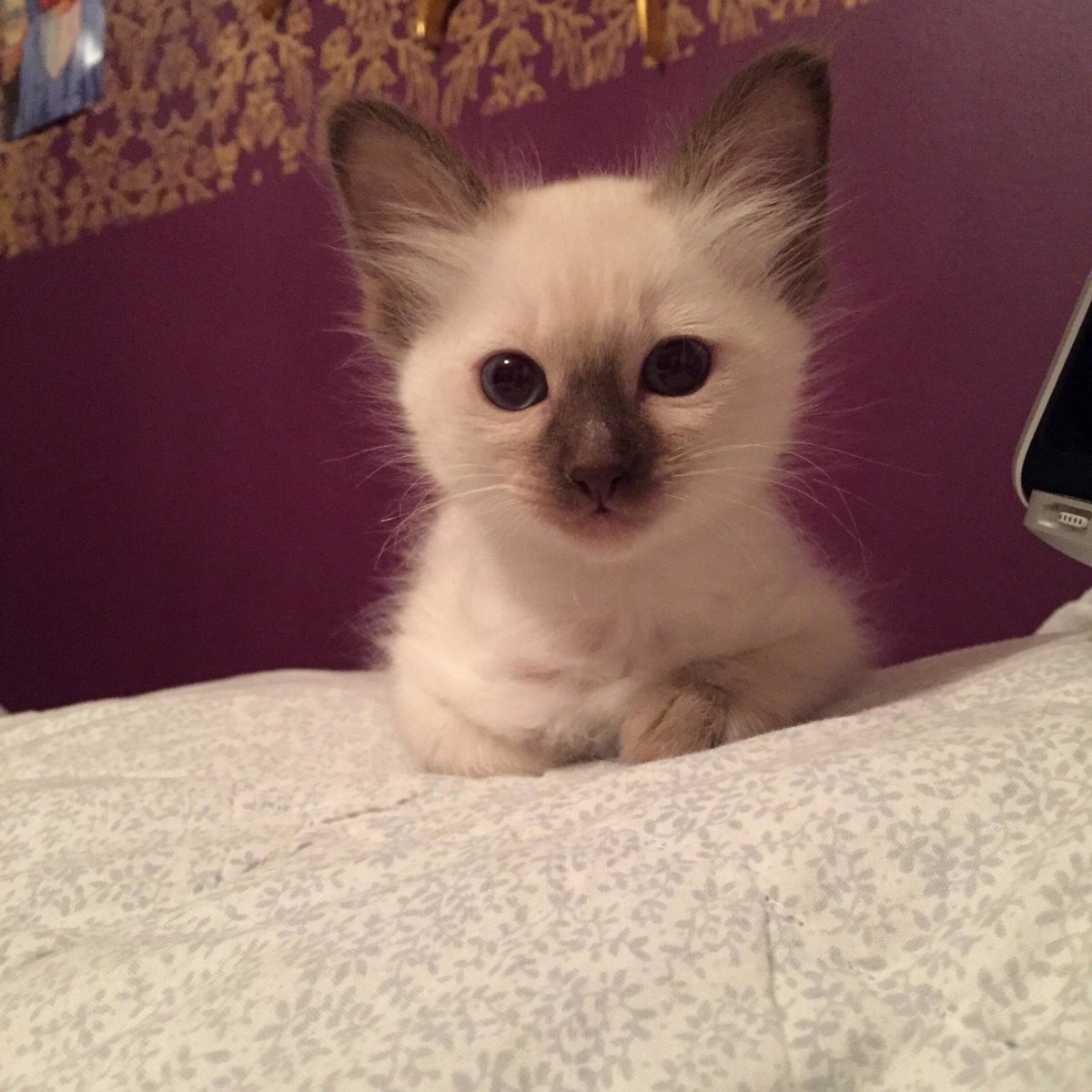 Балинезийская вислоухая кошка