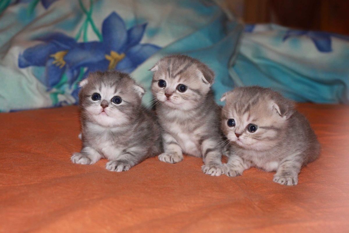 Маленькие котята Шотландские вислоухие