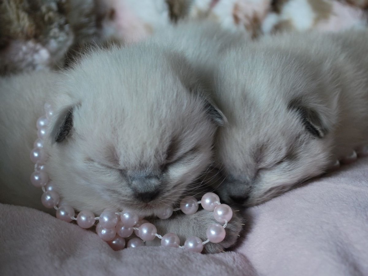 Вислоухий котенок Рэгдолл