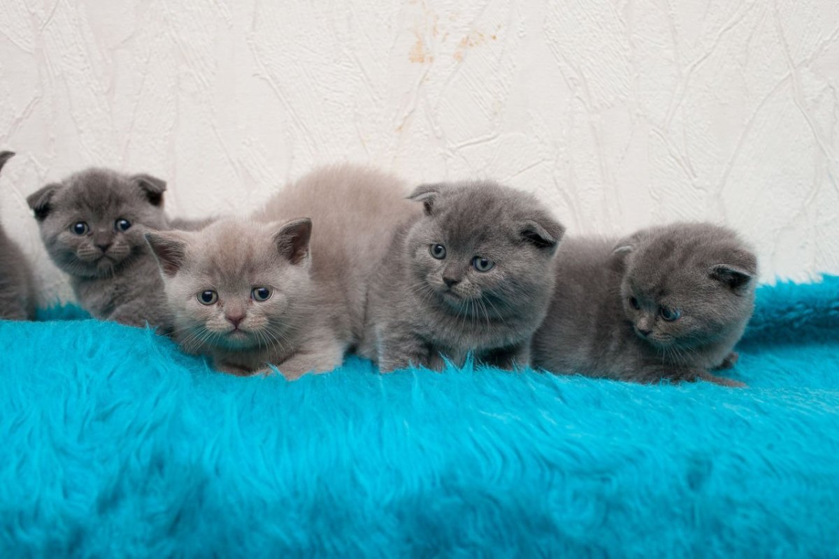 Скоттиш-фолд Шотландская