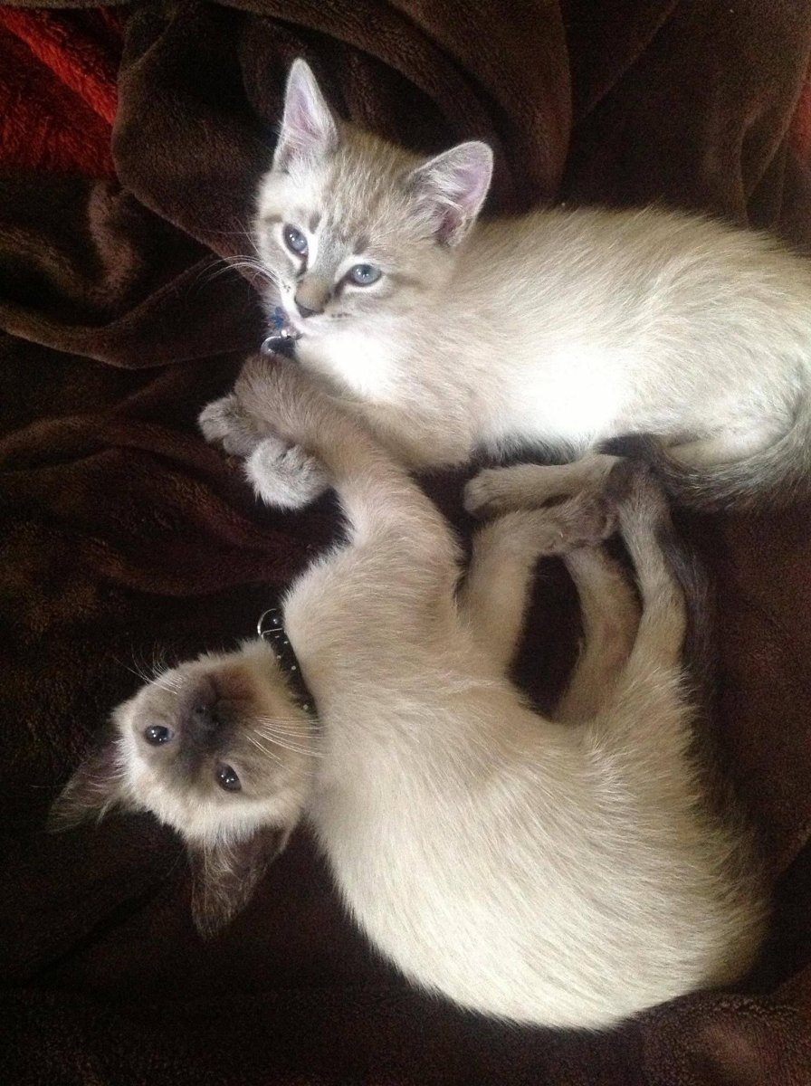 Сиамские вислоухие котята