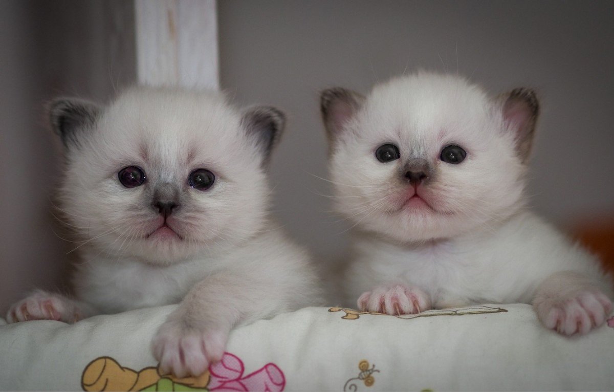 Вислоухий котенок Рэгдолл