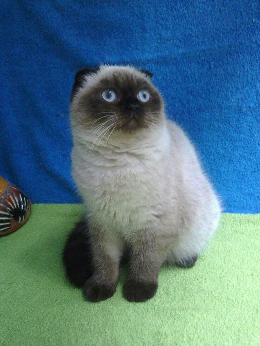 Сиамские вислоухие котята