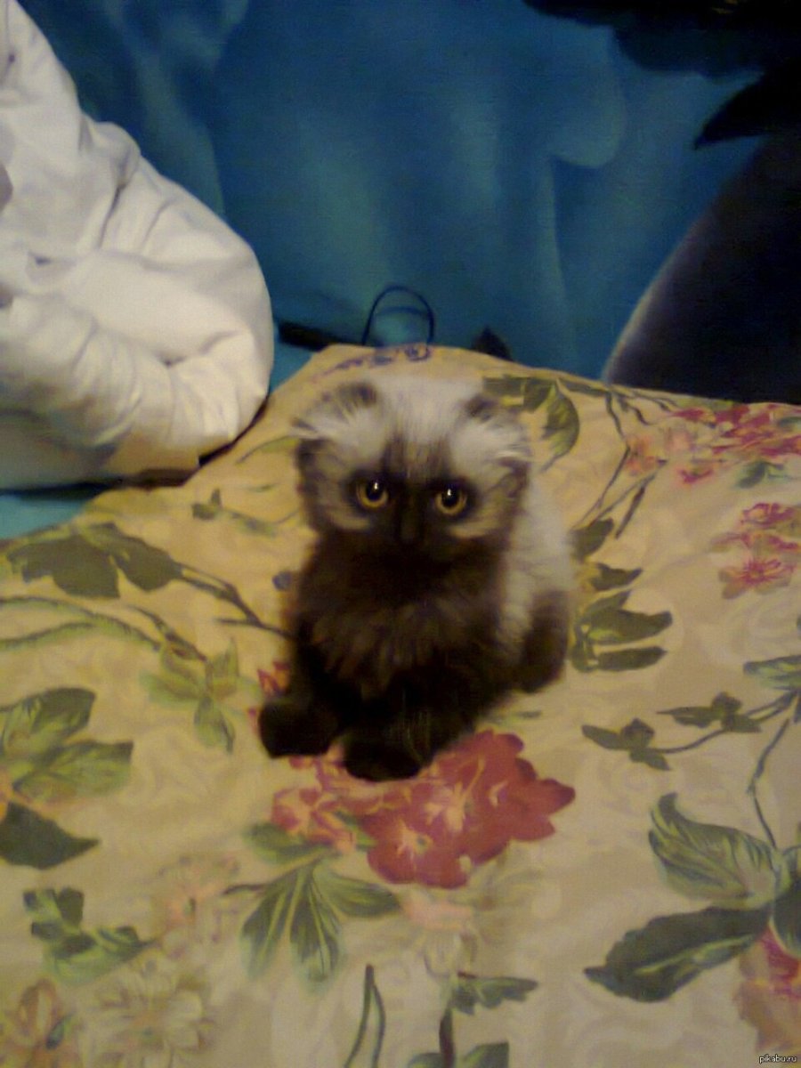 Сиамская вислоухая кошка