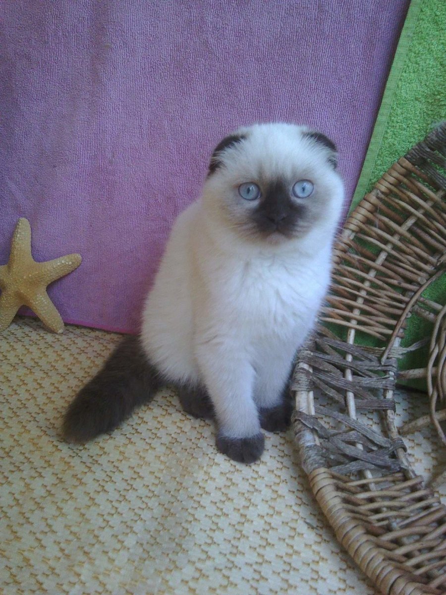 Шотландская вислоухая Сиамская кошка