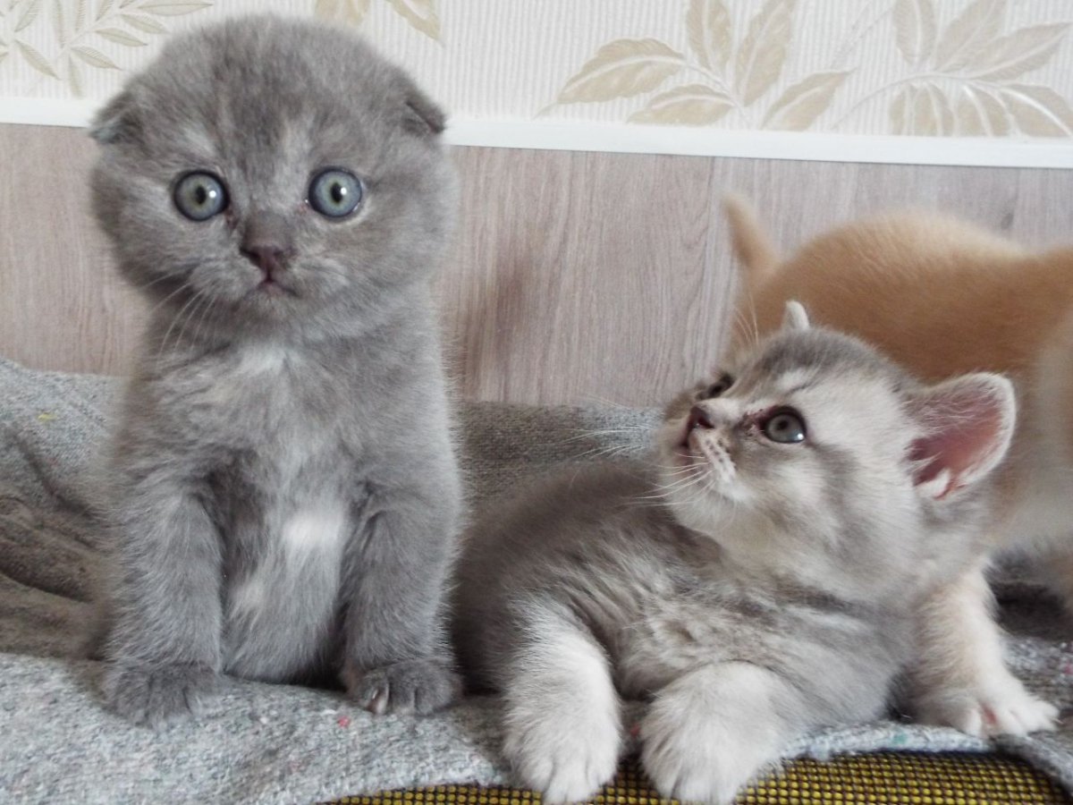 Тайская и Бурманская кошка