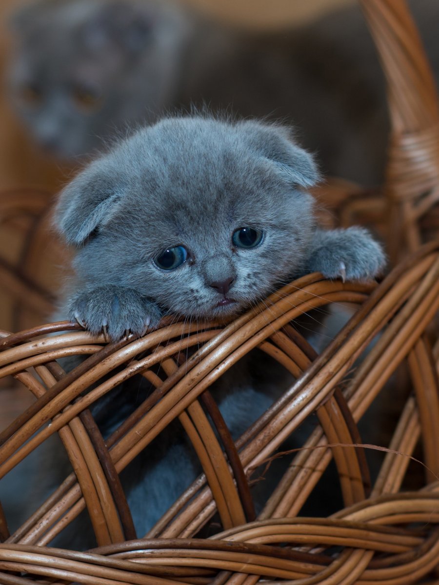 Сиамские котики маленькие пушистые