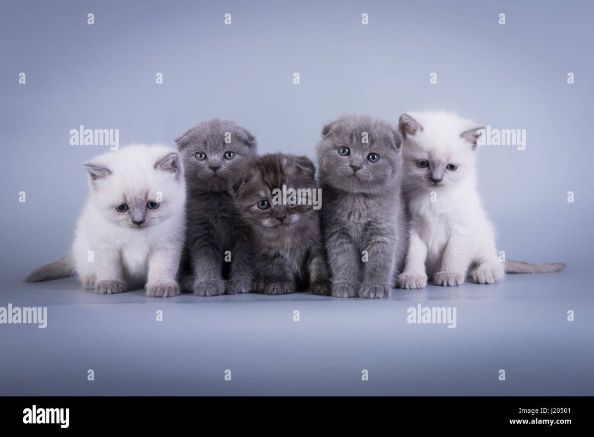 Голубое серебро шотландский котёнок