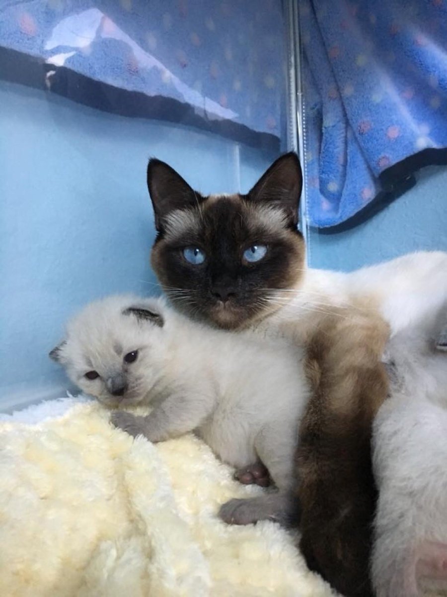 Милые Шотландские вислоухие кошки